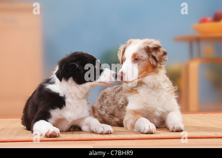 Pastore australiano, cucciolo rosso-MERLE, 19 settimane e Border Collie, cucciolo, 13 settimane Foto Stock