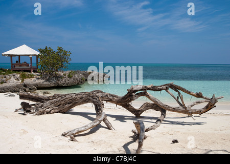 Driftwood sulla spiaggia e il pavilion, Paradisus Rio de Oro Resort, Playa Esmeralda, Guardalavaca, Holguin, Cuba Foto Stock