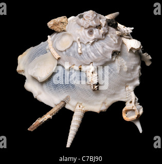 Pallida guscio portante (Xenophora pallidula) Shell che raccoglie altri gusci e detriti sulla loro superficie superiore. c7cm Foto Stock