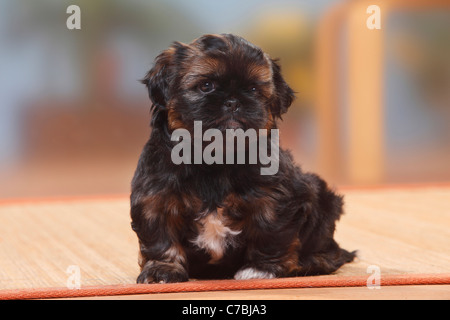 Shih Tzu, cucciolo, 6 settimane Foto Stock