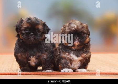 Shih Tzu, cuccioli, 6 settimane Foto Stock