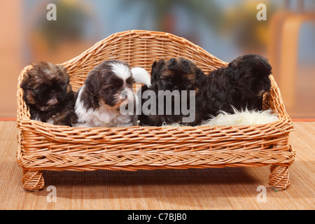 Shih Tzu, cuccioli, 6 settimane Foto Stock