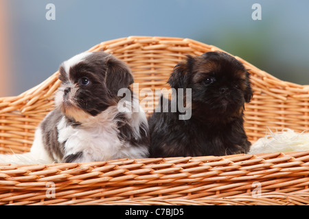 Shih Tzu, cuccioli, 6 settimane Foto Stock