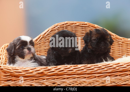 Shih Tzu, cuccioli, 6 settimane Foto Stock