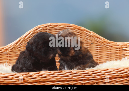 Shih Tzu, cuccioli, 6 settimane Foto Stock