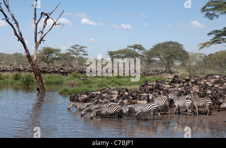 Zebre e GNU presso il Parco Nazionale del Serengeti, Tanzania Africa Foto Stock