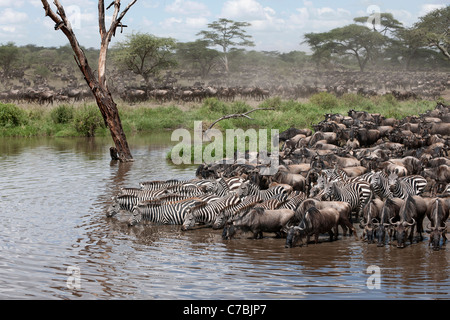 Zebre e GNU presso il Parco Nazionale del Serengeti, Tanzania Africa Foto Stock
