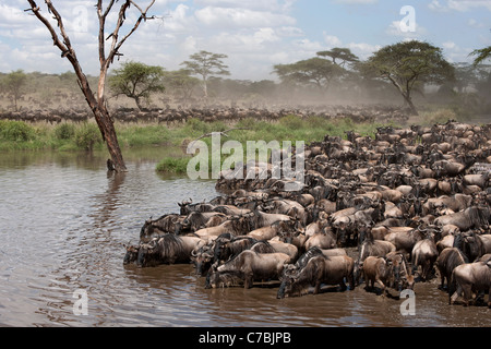 Zebre e GNU presso il Parco Nazionale del Serengeti, Tanzania Africa Foto Stock