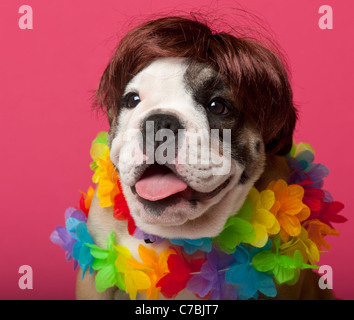 Bulldog inglese cucciolo, 11 settimane di età, indossando Hawaiian lei di fronte a sfondo rosa Foto Stock