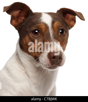 Close-up di Jack Russell Terrier di fronte a uno sfondo bianco Foto Stock