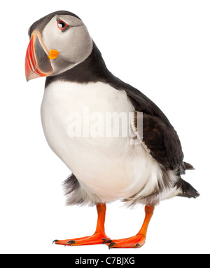 Atlantic Puffin o comuni o puffini, Fratercula arctica, di fronte a uno sfondo bianco Foto Stock