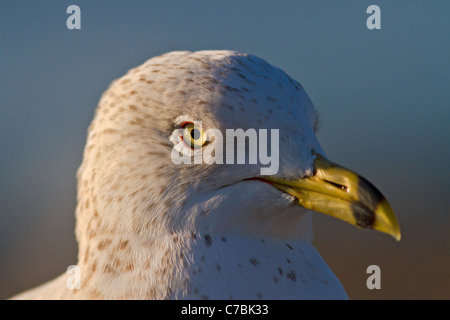 Anello-fatturati Gull close-up Foto Stock