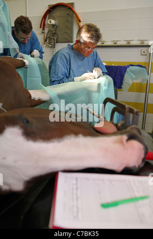 I veterinari operanti su un cavallo è la gamba Foto Stock