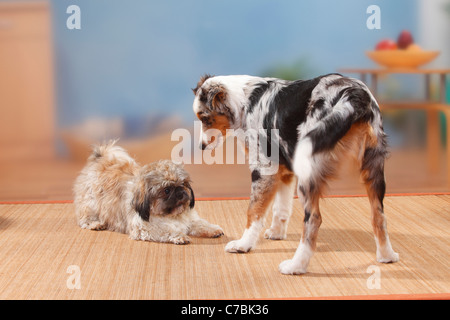Shih Tzu, tagliata e pastore australiano, blu-merle, 5 mesi / playbow Foto Stock