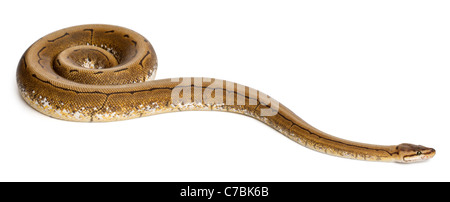 Spinner Royal python, palla Python Python regius, 2 anni, di fronte a uno sfondo bianco Foto Stock