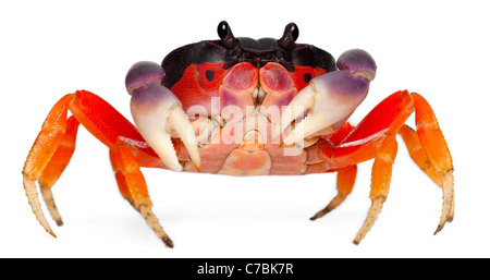 Terra rossa del granchio Gecarcinus quadratus, di fronte a uno sfondo bianco Foto Stock