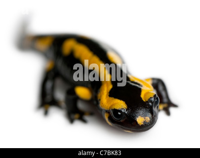 Salamandra pezzata, Salamandra salamandra, di fronte a uno sfondo bianco Foto Stock