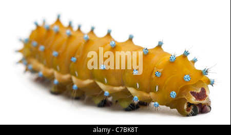 Caterpillar del gigante Peacock Moth, Saturnia pyri, di fronte a uno sfondo bianco Foto Stock