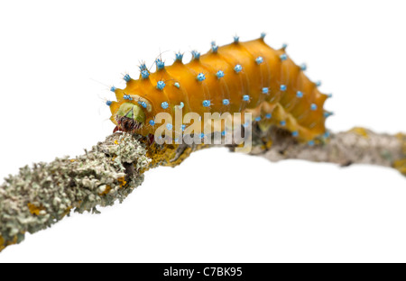 Caterpillar del gigante Peacock Moth, Saturnia pyri, sul ramo di fronte a uno sfondo bianco Foto Stock