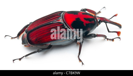 Maschio rosso curculione palm, asiatici curculione palm o sago palm curculione, Rhynchophorus ferrugineus, di fronte a uno sfondo bianco Foto Stock