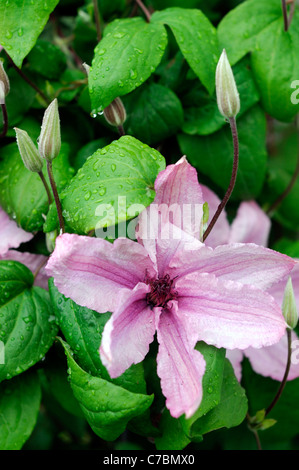 Clematis Hagley Hybrid grande fiore rosa shell a contrasto di colore rosso scuro antere libera fioritura i fiori sbocciano fiore colore Foto Stock