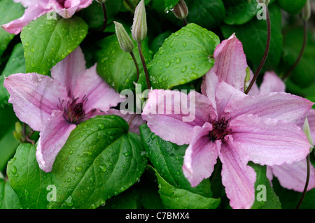 Clematis Hagley Hybrid grande fiore rosa shell a contrasto di colore rosso scuro antere libera fioritura i fiori sbocciano fiore colore Foto Stock