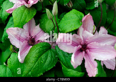 Clematis Hagley Hybrid grande fiore rosa shell a contrasto di colore rosso scuro antere libera fioritura i fiori sbocciano fiore colore Foto Stock