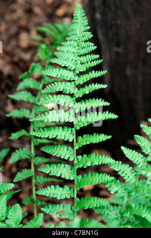 Dryopteris affinis Pinderi la felce maschio tall semi-evergreen felce fronde strette molto elegante e robusto Foto Stock