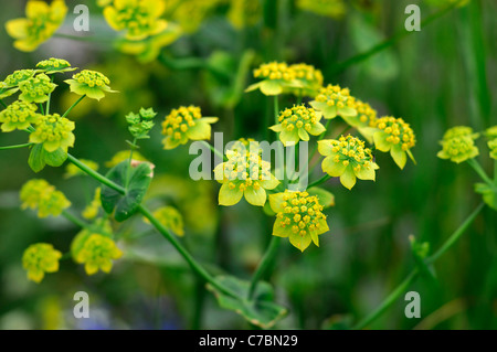 Euphorbia cyparissias 'Big Boy' cipressi cimitero di euforbia weed a petali brattee verde-giallo rhizomatous perenne Foto Stock