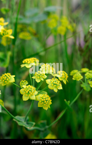 Euphorbia cyparissias 'Big Boy' cipressi cimitero di euforbia weed a petali brattee verde-giallo rhizomatous perenne Foto Stock