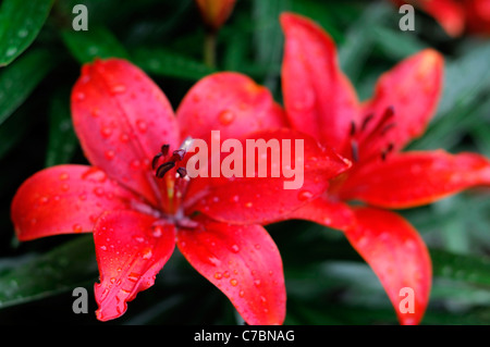 Giglio asiatico Crimson Pixie nana arancio cremisi colore colore flower bloom blossom Foto Stock