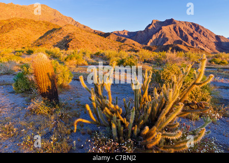 La luce del mattino su cholla e barrel cactus sotto Indianhead picco, Anza-Borrego Desert State Park, California USA Foto Stock