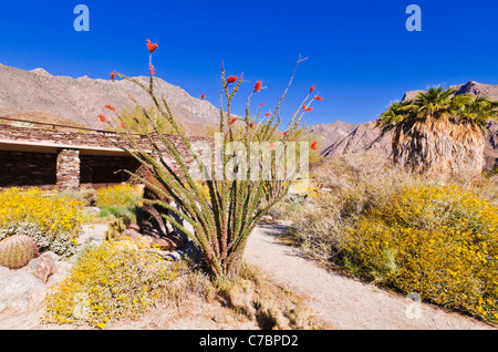 Giardino deserto presso il centro visitatori, Anza-Borrego Desert State Park, California USA Foto Stock