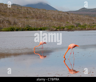 I fenicotteri americani (fenicotteri ruber) filtrano l'alimentazione nella laguna salina poco profonda, Punta Cormorant sull'isola di Floreana nelle isole Galapagos Foto Stock