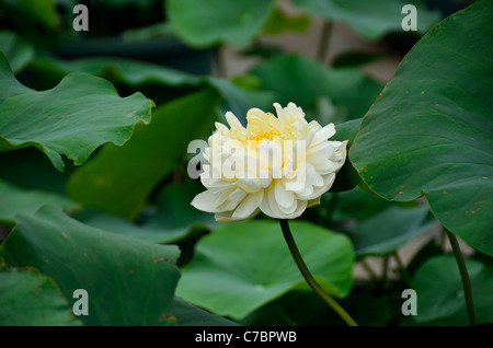 Luce gialla fiore di loto e foglie verdi. Foto Stock