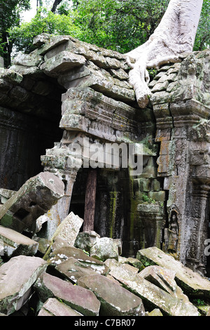 Antico albero e rovine di Ta Prohm tempio di Angkor Area, Siem Reap, Cambogia Foto Stock