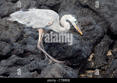 Grande Heron Blu (Ardea herodias) a piedi lungo la costa di roccia lavica Foto Stock