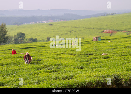 La mattina la raccolta di tè in una piantagione nella zona di Kericho, Kenya occidentale. Foto Stock