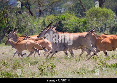 Le antilopi comuni (Taurotragus oryx) che corrono nella nube di insetti che allattano sangue, Kenya centirrale. Foto Stock