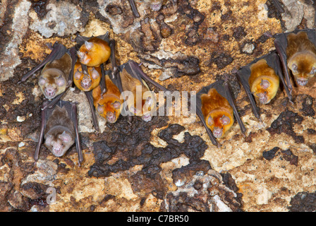 Una colonia di African trident pipistrelli (Triaenops afer) in una grotta, costiere del Kenya. Foto Stock