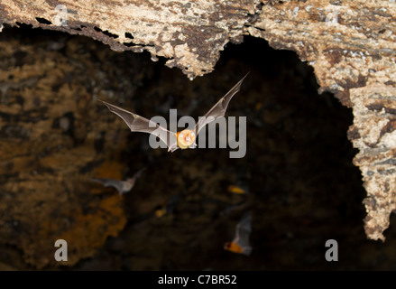 L Africano trident bat (Triaenops afer) battenti in una grotta, costiere del Kenya. Foto Stock