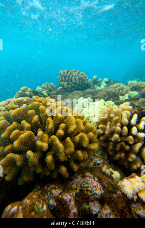 Nanahoa, pinnacoli, cinque aghi, Lanai, Hawaii Foto Stock