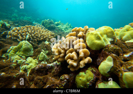 Nanahoa, pinnacoli, cinque aghi, Lanai, Hawaii Foto Stock