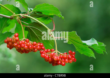 Viburno Rose (Viburnum opulus) bacche nel Somerset livelli. Foto Stock