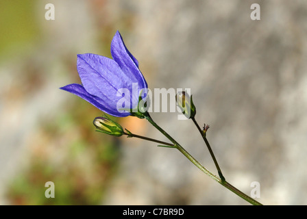 Harebell fiore (Campanula rotundifolia) Foto Stock