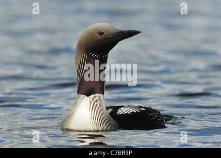 Nero-throated Diver (Gavia arctica) aka Arctic Loon in un lago svedese Foto Stock