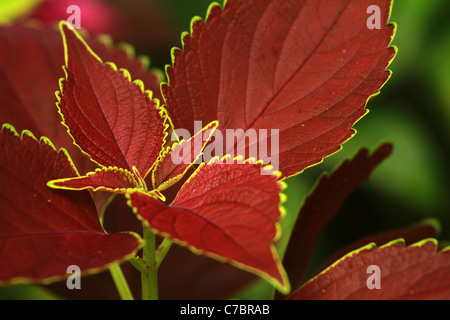 foglie rosse Foto Stock