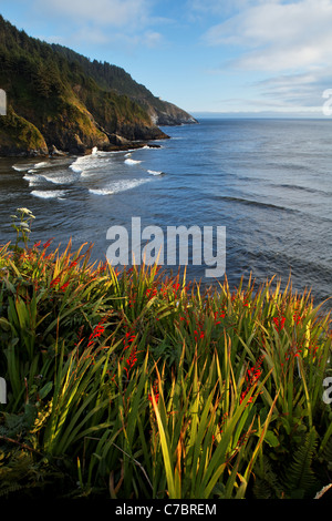 Rosso fiori selvaggi che si affaccia sul robusto Oregon Coast, Oregon, USA, America del Nord Foto Stock