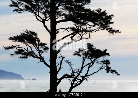 Sitka Abete (Picea sitchensis) albero su Oregon Coast, Ecola State Park, Oregon, Stati Uniti d'America Foto Stock