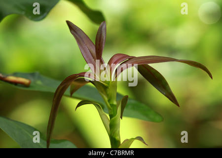 pianta che cresce Foto Stock